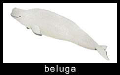 beluga